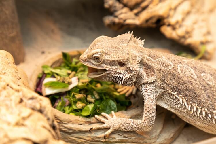 What Are the Best Ways to Buy Lizards Food?