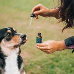 A Proper Understanding of How CBD Oil Works for Dogs