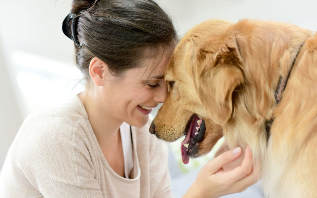 Naturally Treat The Condition Of Stress In Dogs With CBD Oils